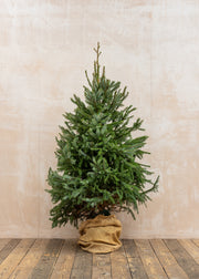 Omorika (Serbian Spruce) Pot Grown Christmas Trees, 3ft-6ft