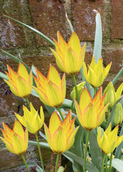 Taylors Bulbs Tulipa orphanidea 'Flava' Bulbs