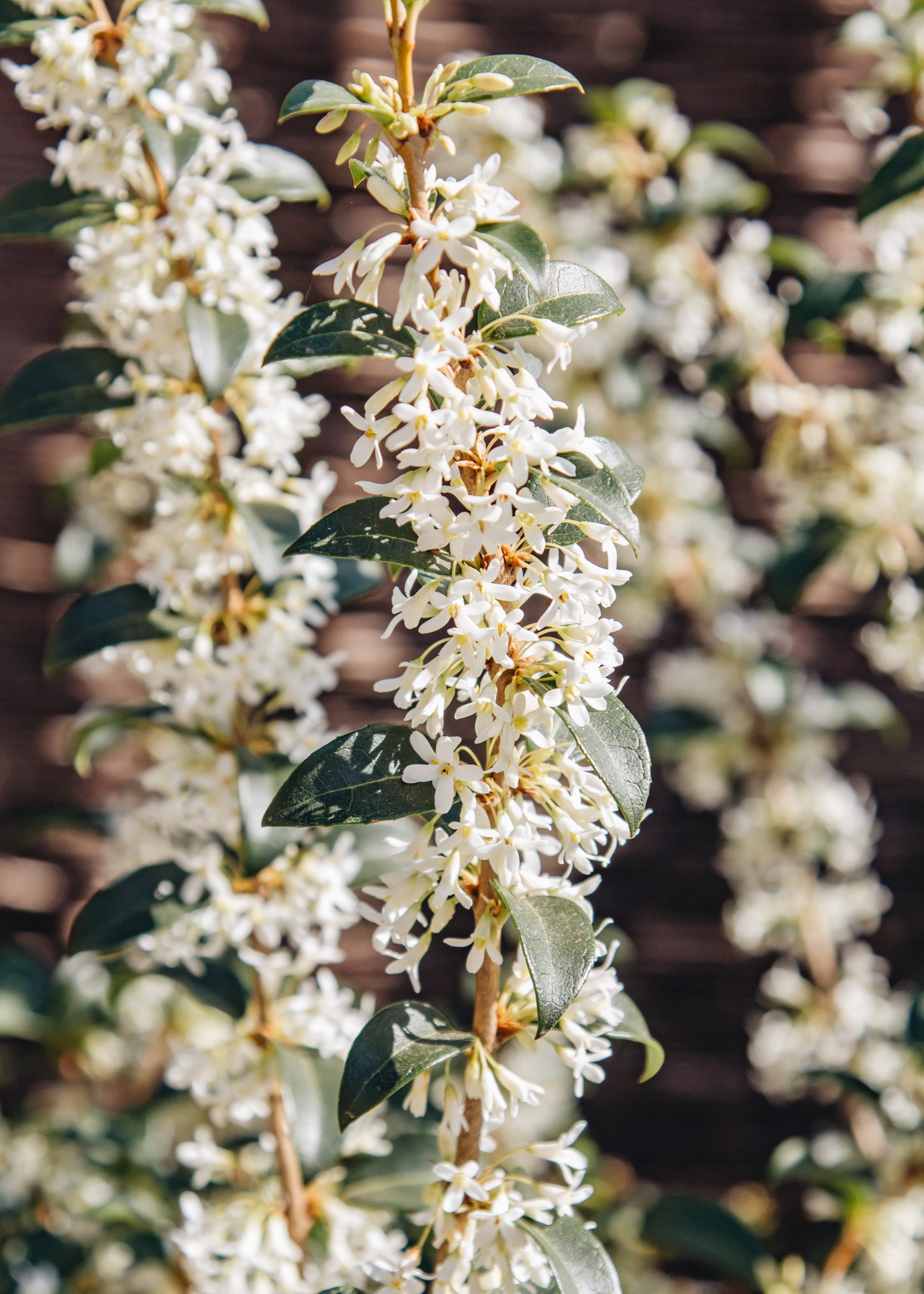 Osmanthus Osmanthus Burkwoodii, 3L