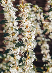 Osmanthus Osmanthus Burkwoodii, 3L