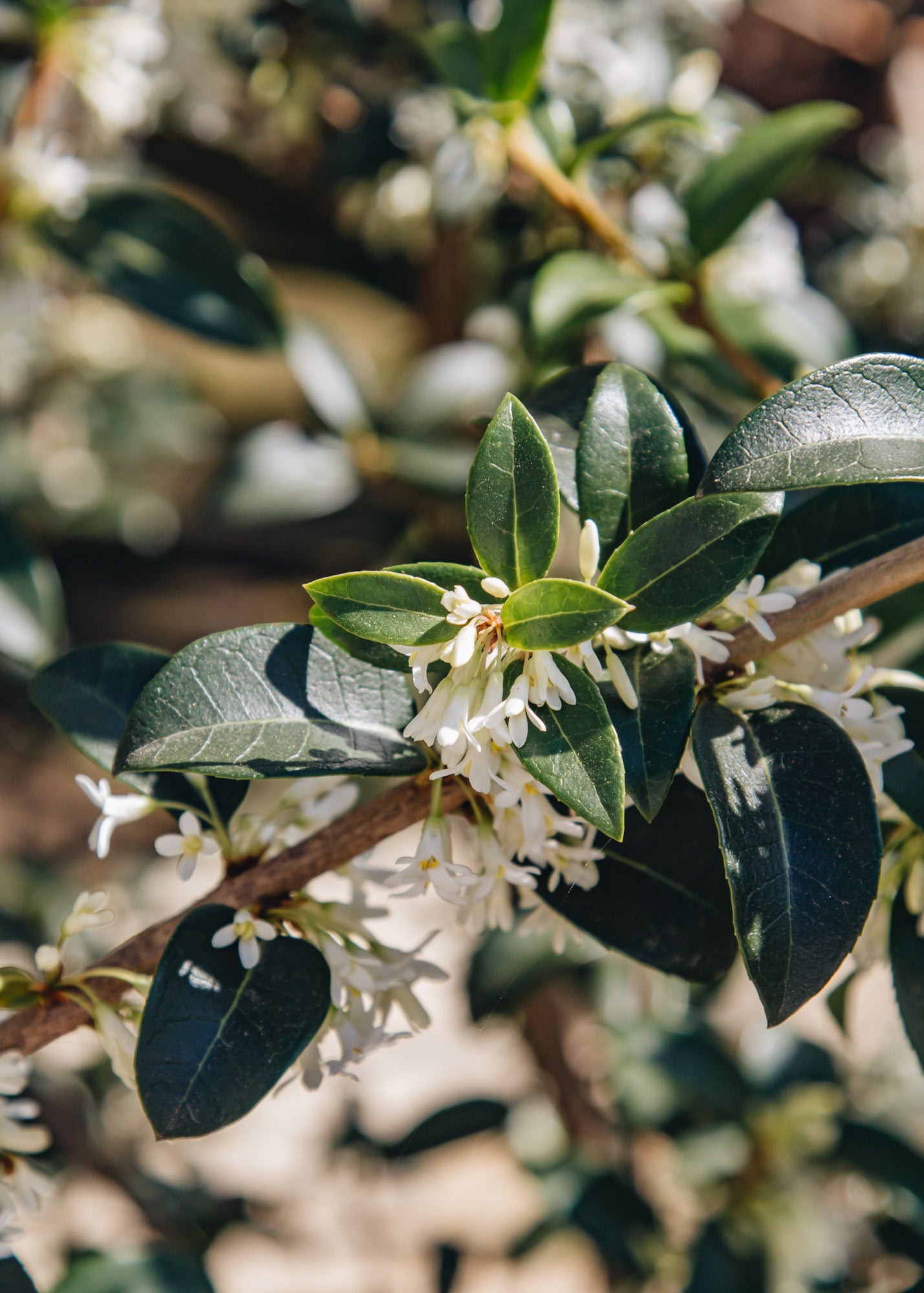 Osmanthus Osmanthus Burkwoodii, 3L