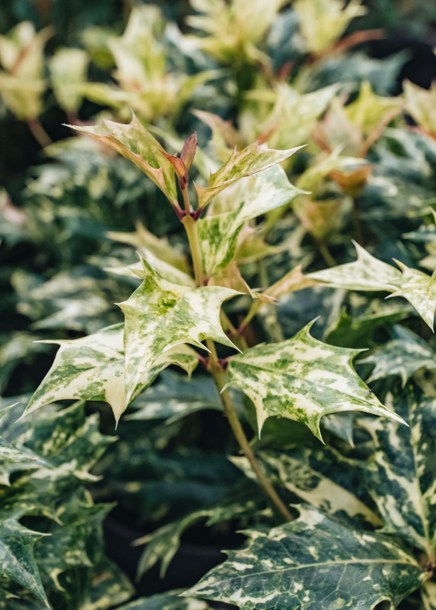 Chaenomeles Osmanthus Goshiki