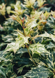 Chaenomeles Osmanthus Goshiki