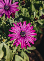 Hairy Pot Osteospermum tresco 'Purple', 1L