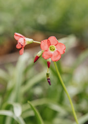 Hairy Pot Oxalis deppei ‘Iron Cross’, 1L 
