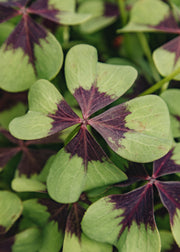 Hairy Pot Oxalis deppei ‘Iron Cross’, 1L 