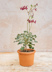Pelargonium Sidoides Magenta Form in Terracotta Pot
