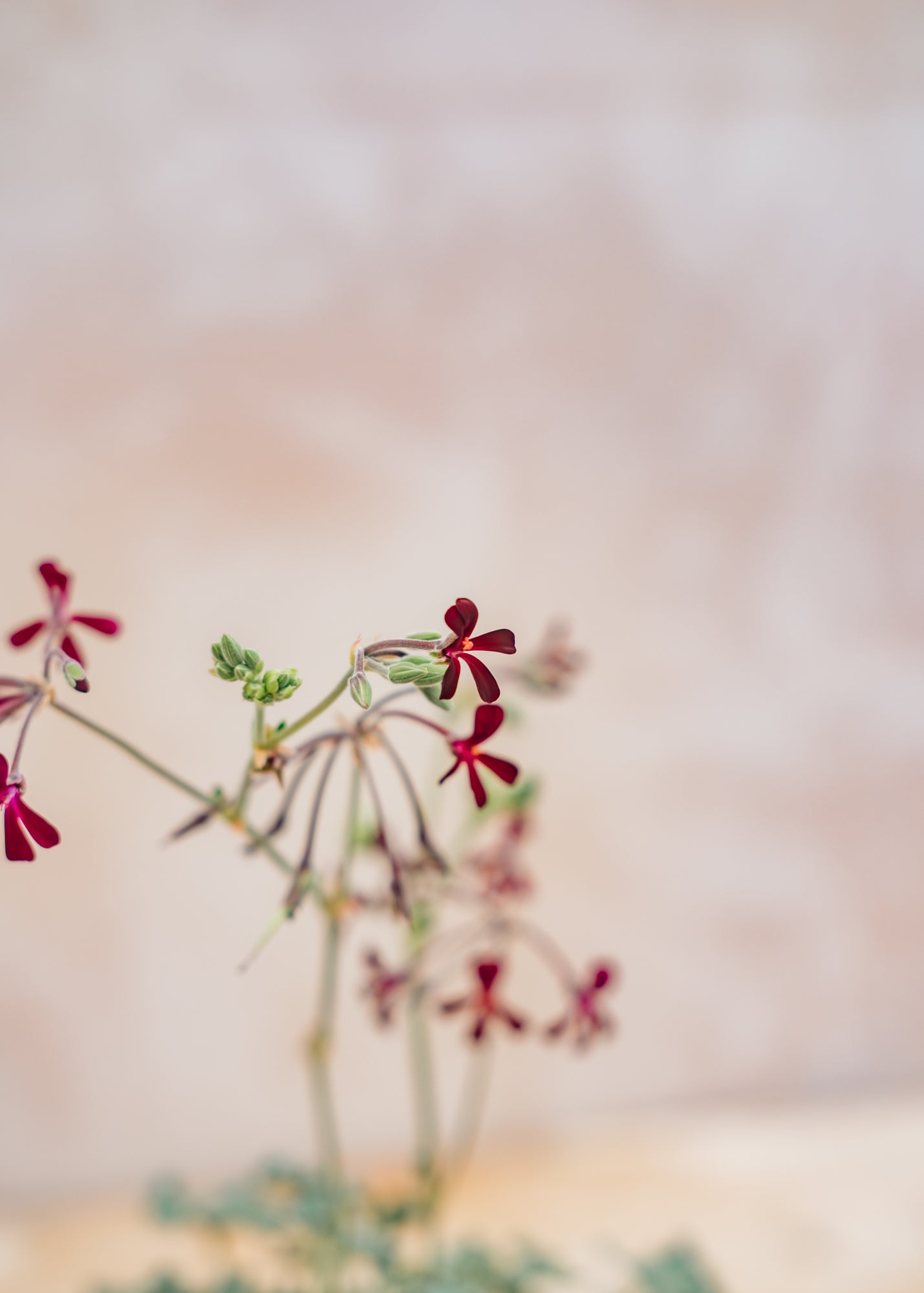 Fibrex Pelargonium Sidoides Magenta Form in Terracotta Pot