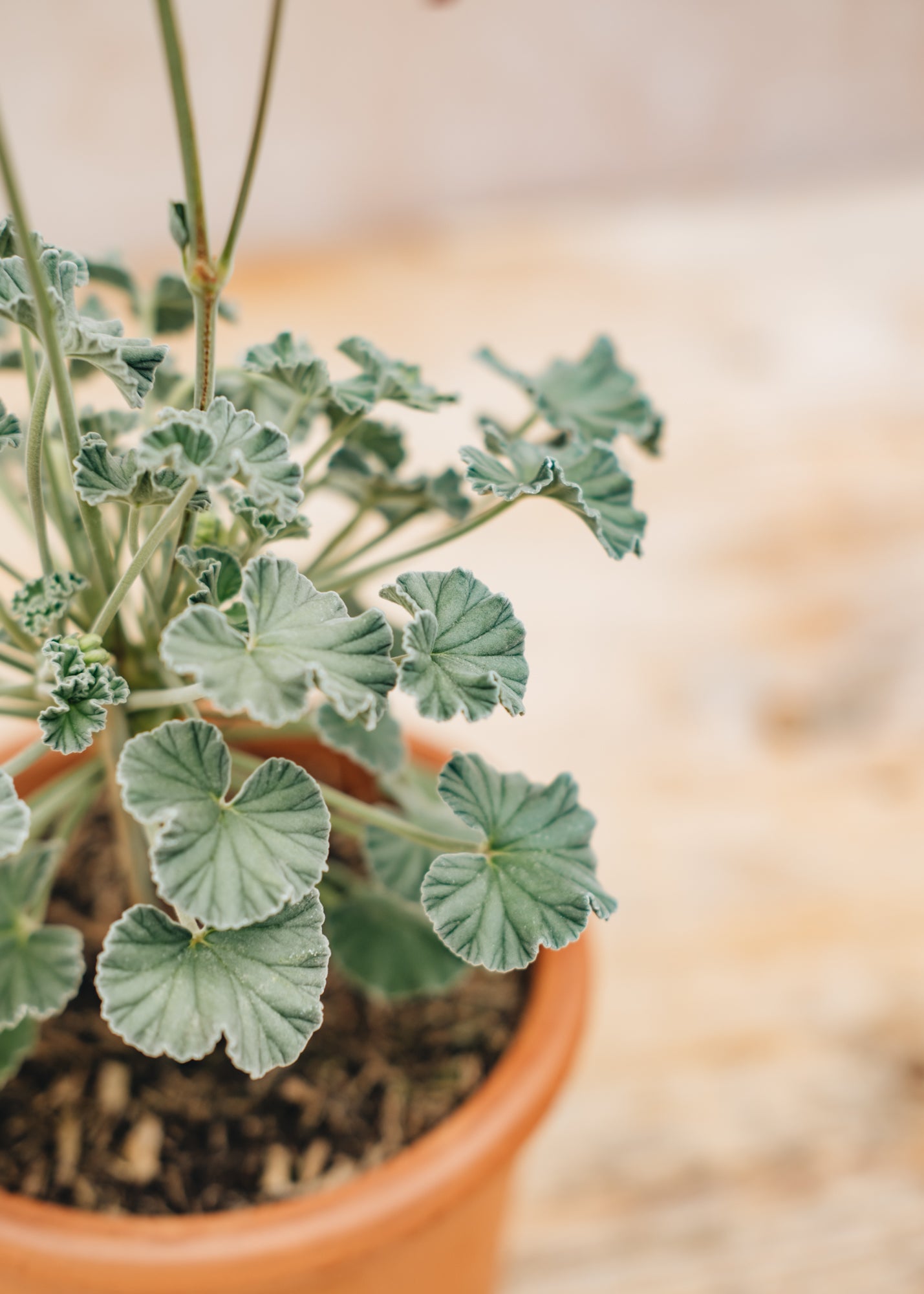 Fibrex Pelargonium Sidoides Magenta Form in Terracotta Pot