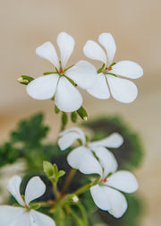 Fibrex Pelargonium White Boar in Terracotta Pot