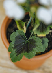Fibrex Pelargonium White Boar in Terracotta Pot