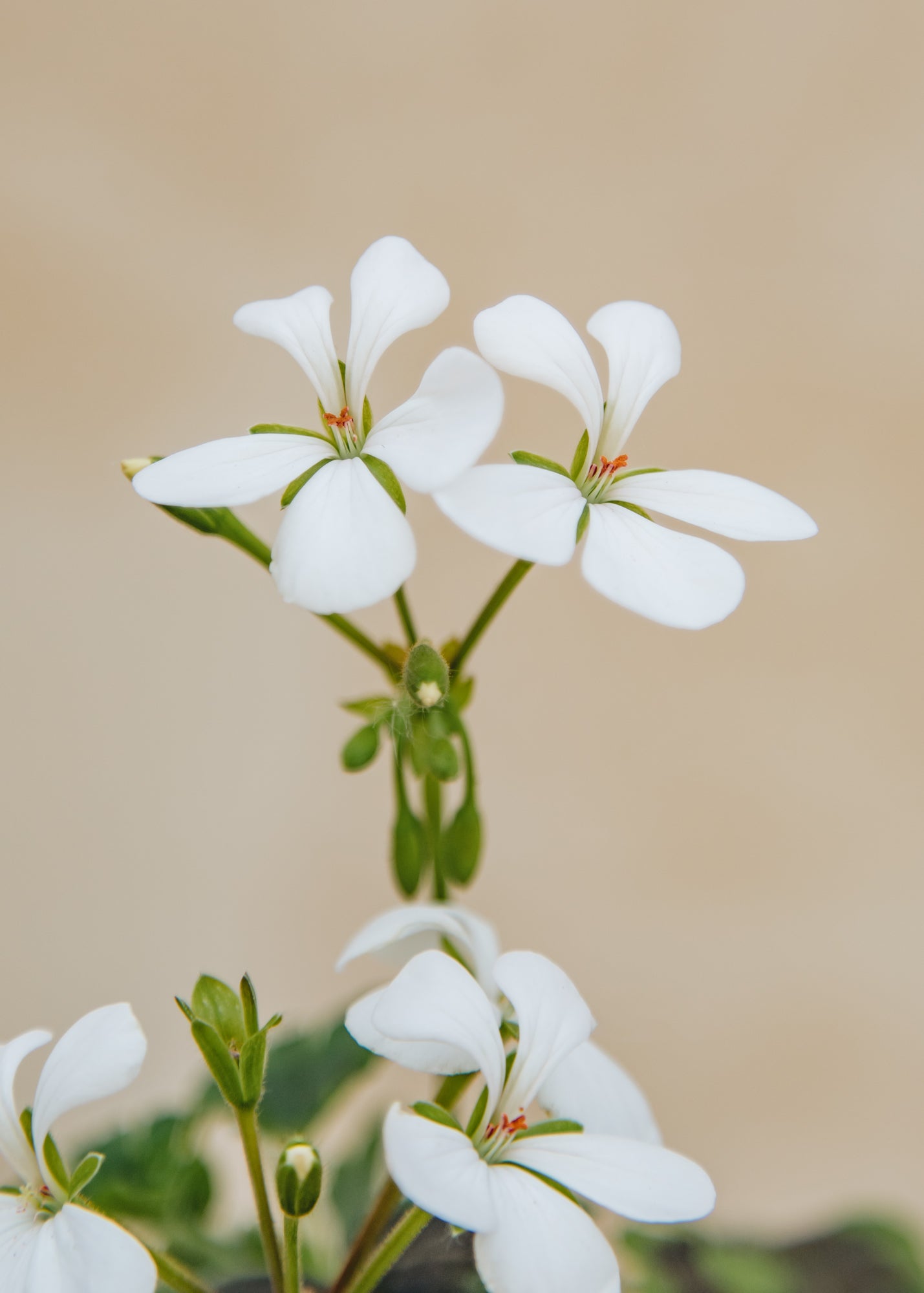 Fibrex Pelargonium White Boar in Terracotta Pot