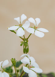 Fibrex Pelargonium White Boar in Terracotta Pot