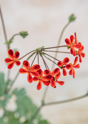 Fibrex Pelargonium Ardens in Terracotta Pot