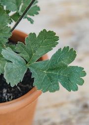 Fibrex Pelargonium Ardens in Terracotta Pot