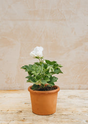 Pelargonium Eileen Stanley in Terracotta Pot