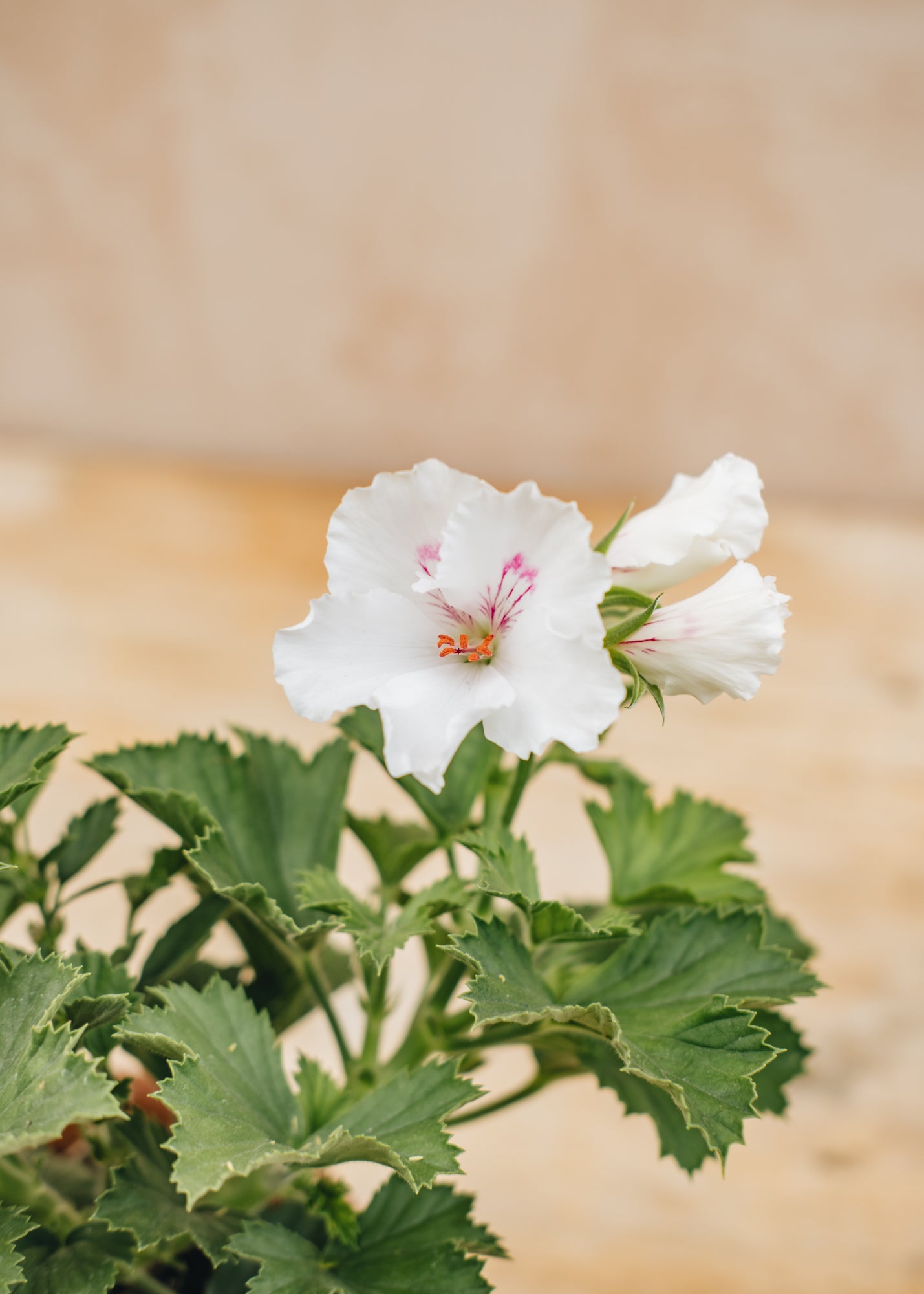 Fibrex Pelargonium Eileen Stanley in Terracotta Pot