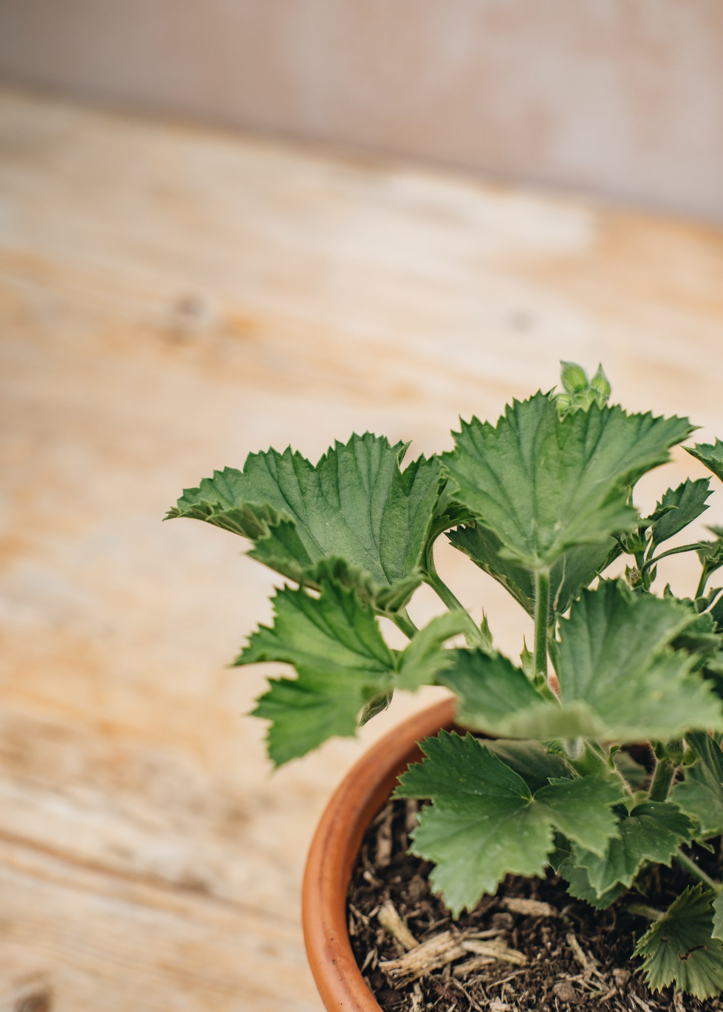 Fibrex Pelargonium Eileen Stanley in Terracotta Pot