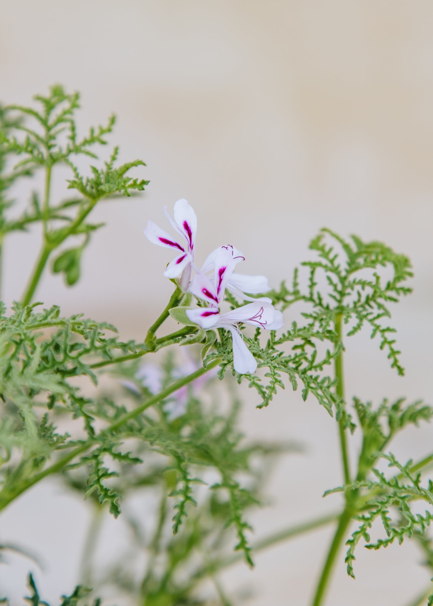 Fibrex Pelargonium Fillicifolium in Terracotta Pot