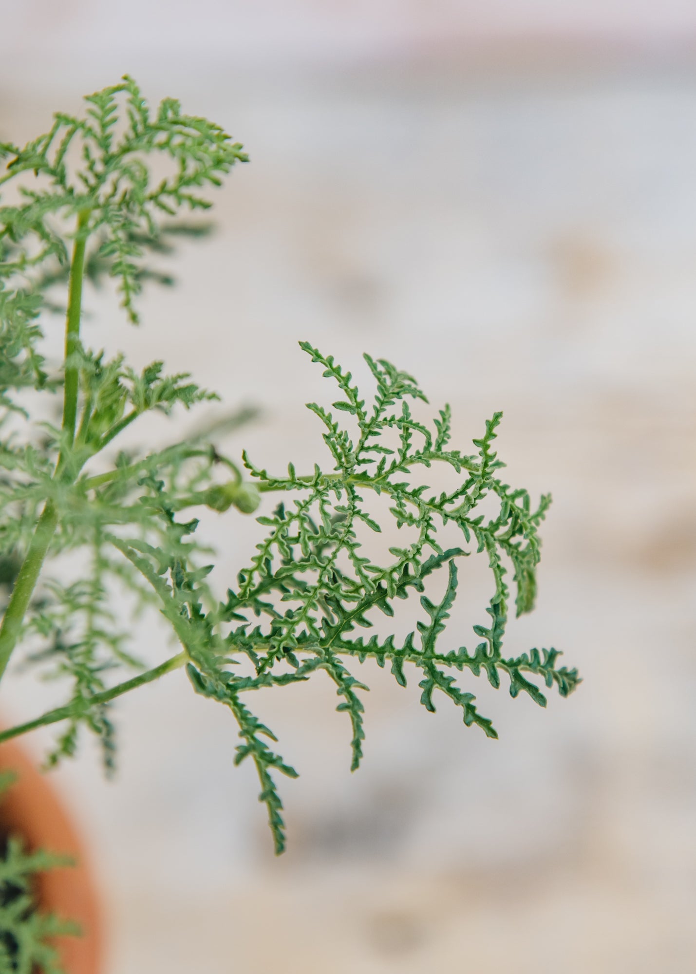 Fibrex Pelargonium Fillicifolium in Terracotta Pot