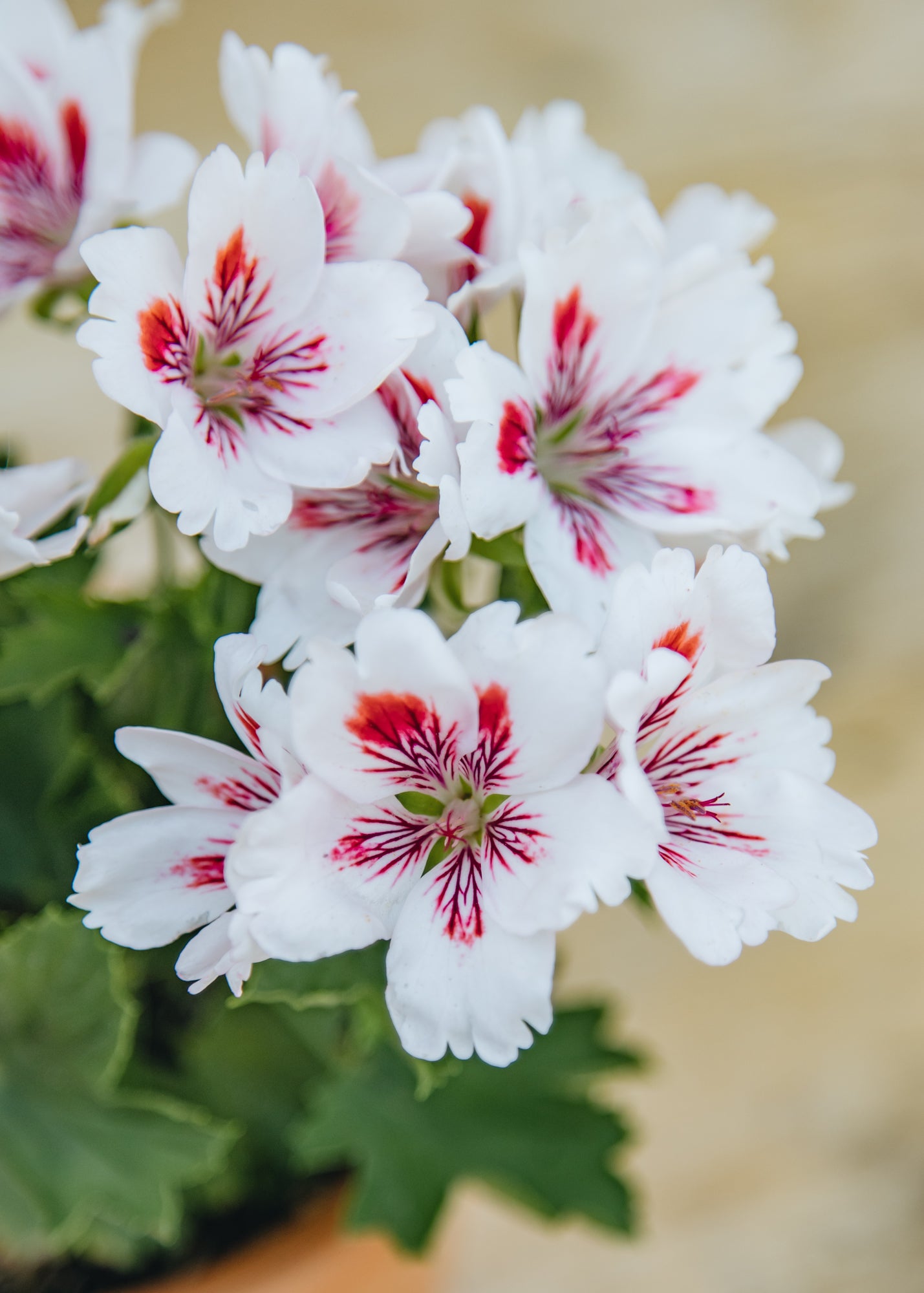 Fibrex Pelargonium Fringed Aztec in Terracotta Pot