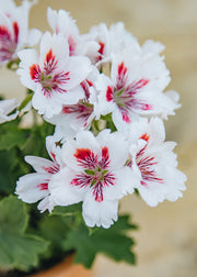 Fibrex Pelargonium Fringed Aztec in Terracotta Pot