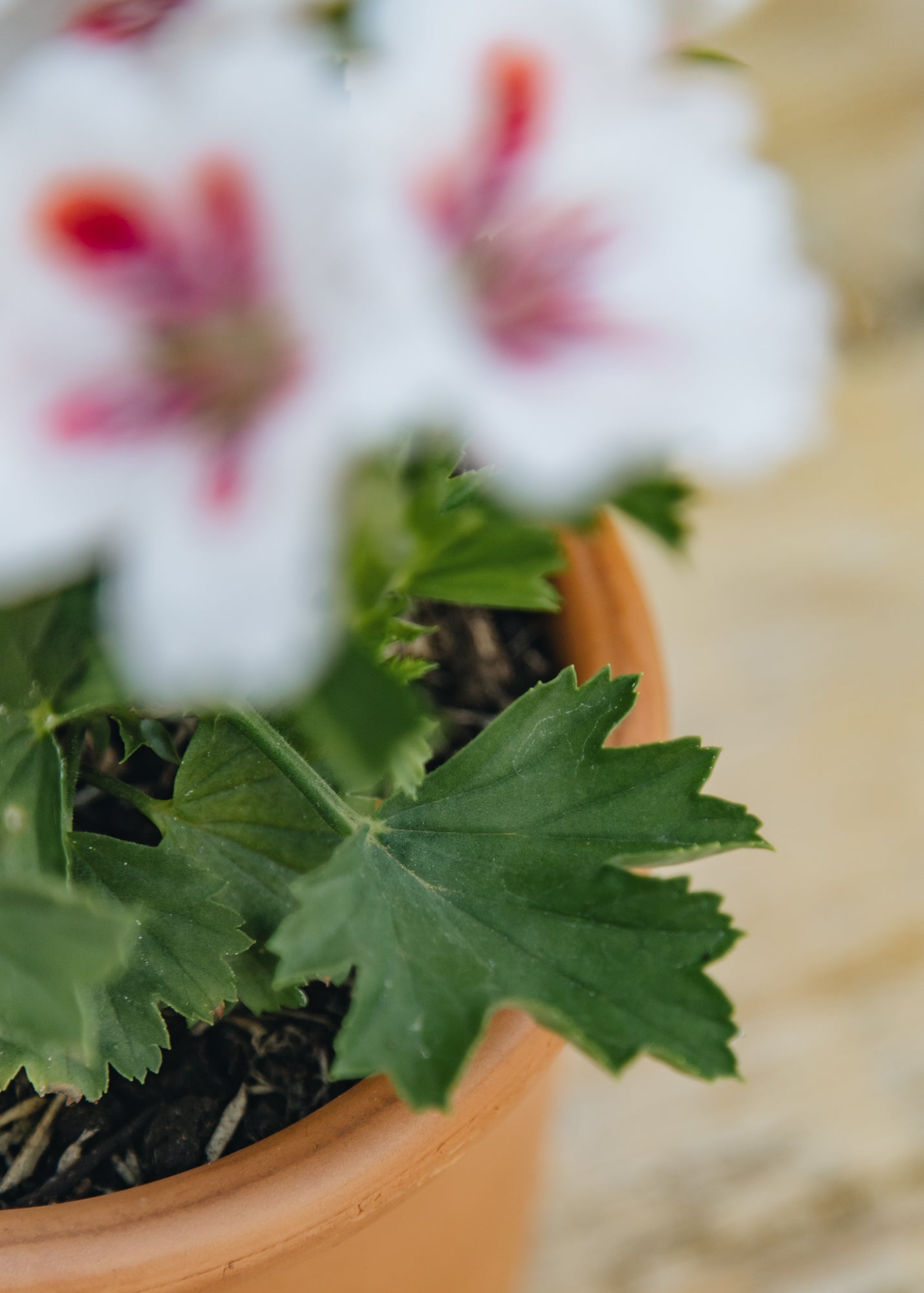 Fibrex Pelargonium Fringed Aztec in Terracotta Pot