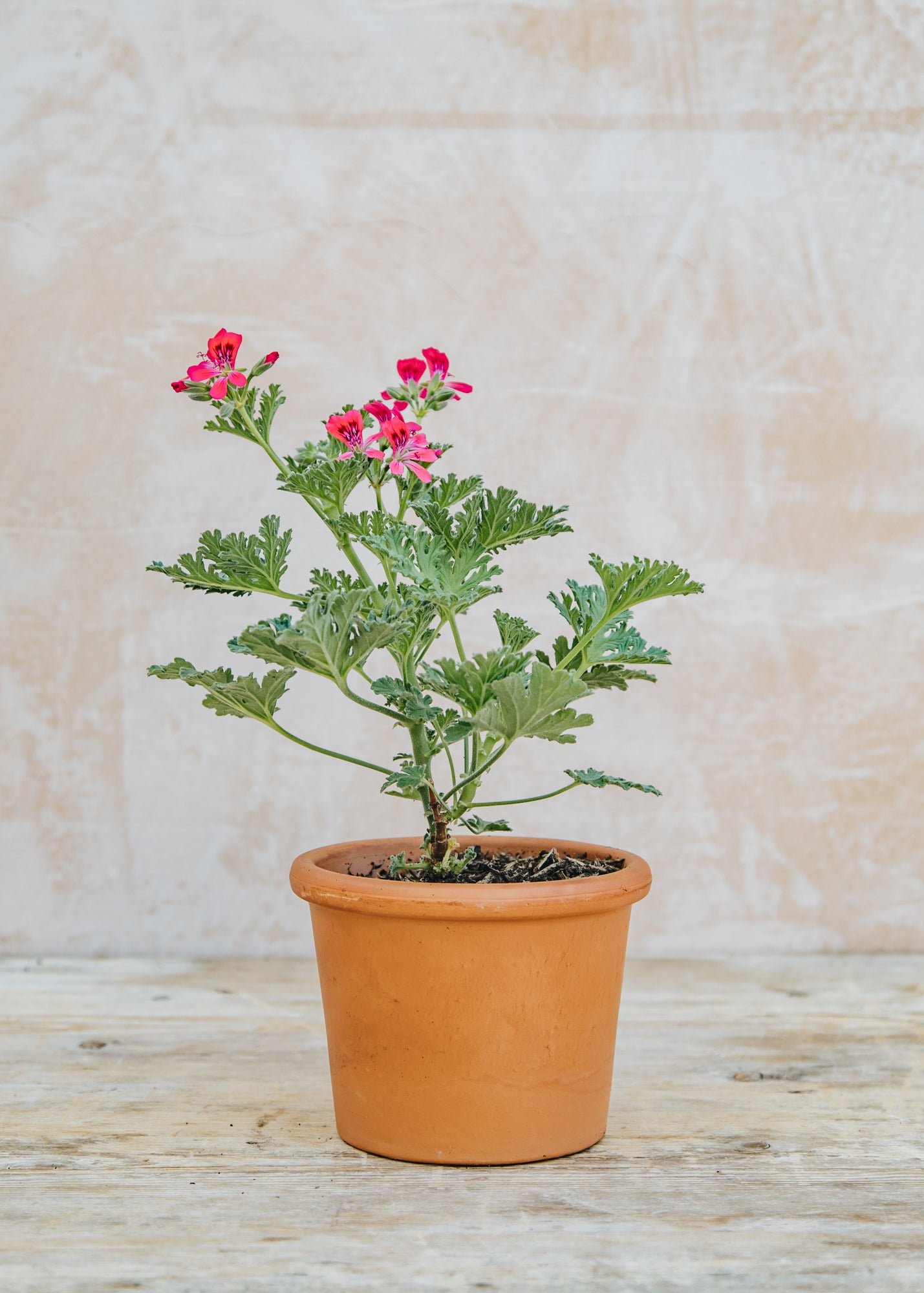 Pelargonium Radula Rosea in Terracotta Pot