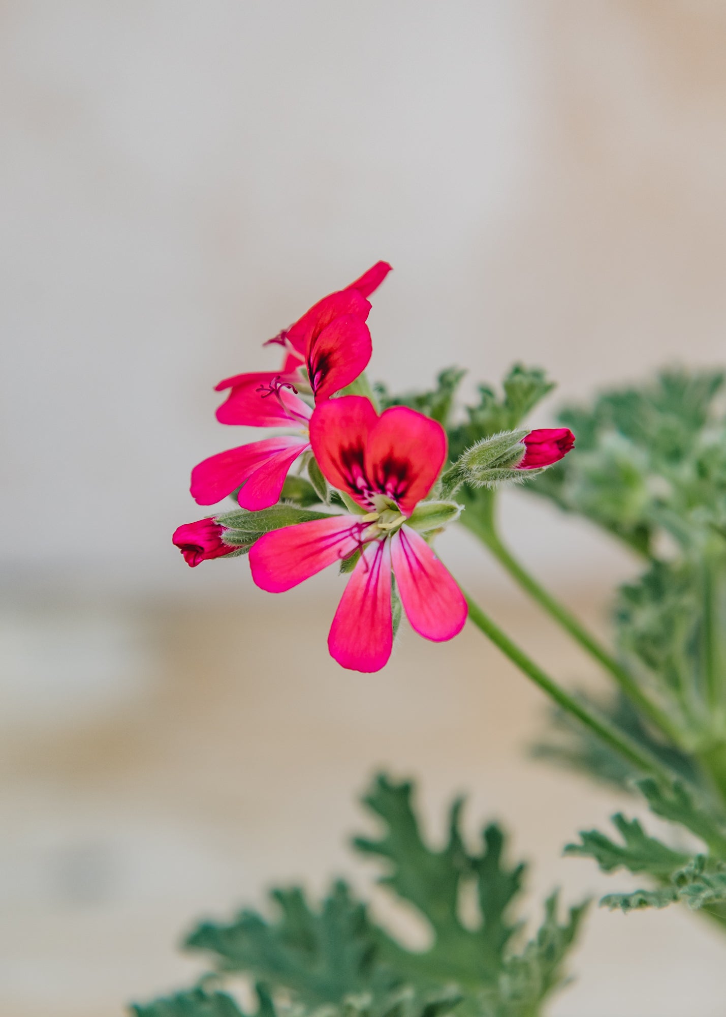 Fibrex Pelargonium Radula Rosea in Terracotta Pot