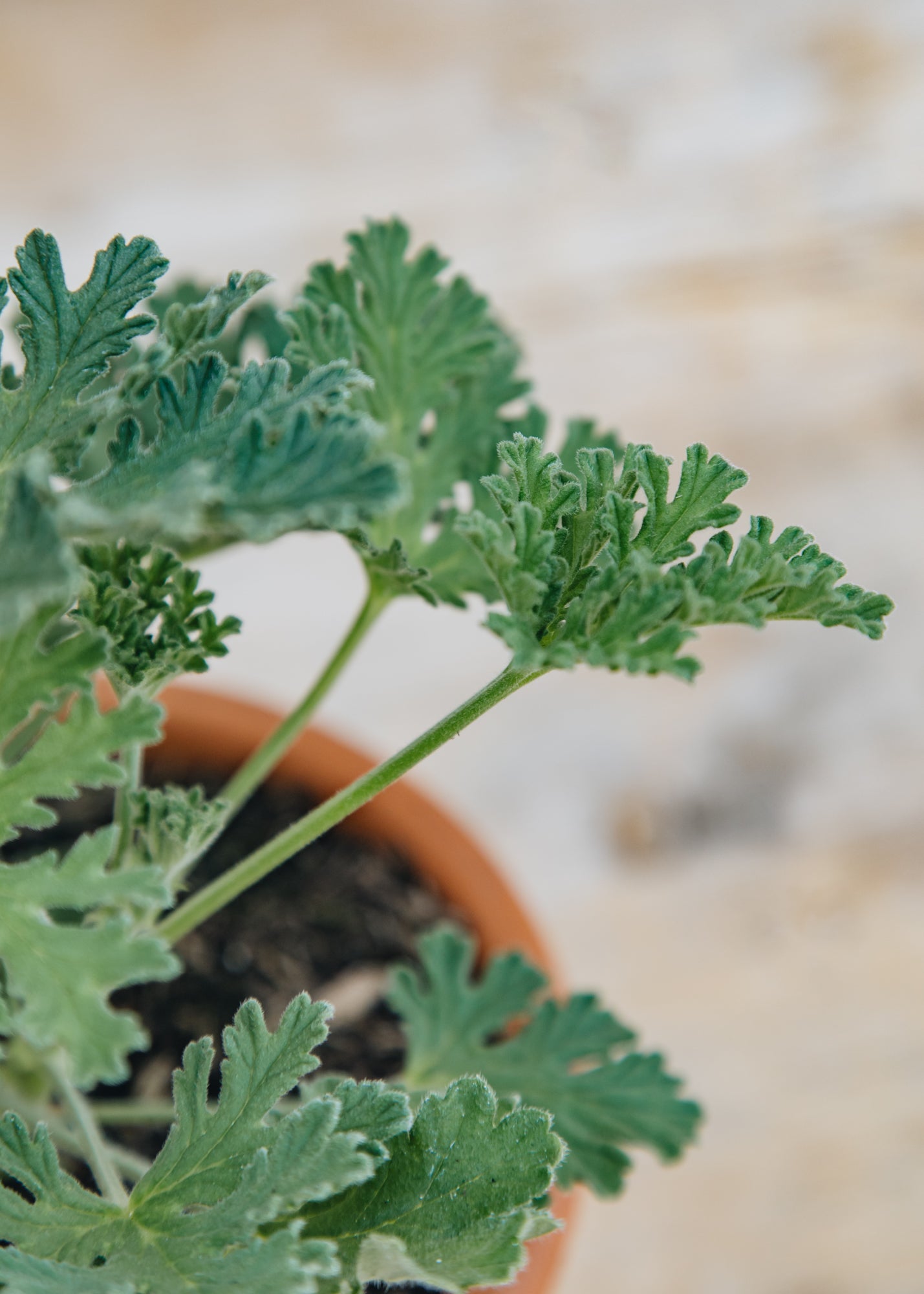 Fibrex Pelargonium Radula Rosea in Terracotta Pot