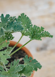 Fibrex Pelargonium Radula Rosea in Terracotta Pot