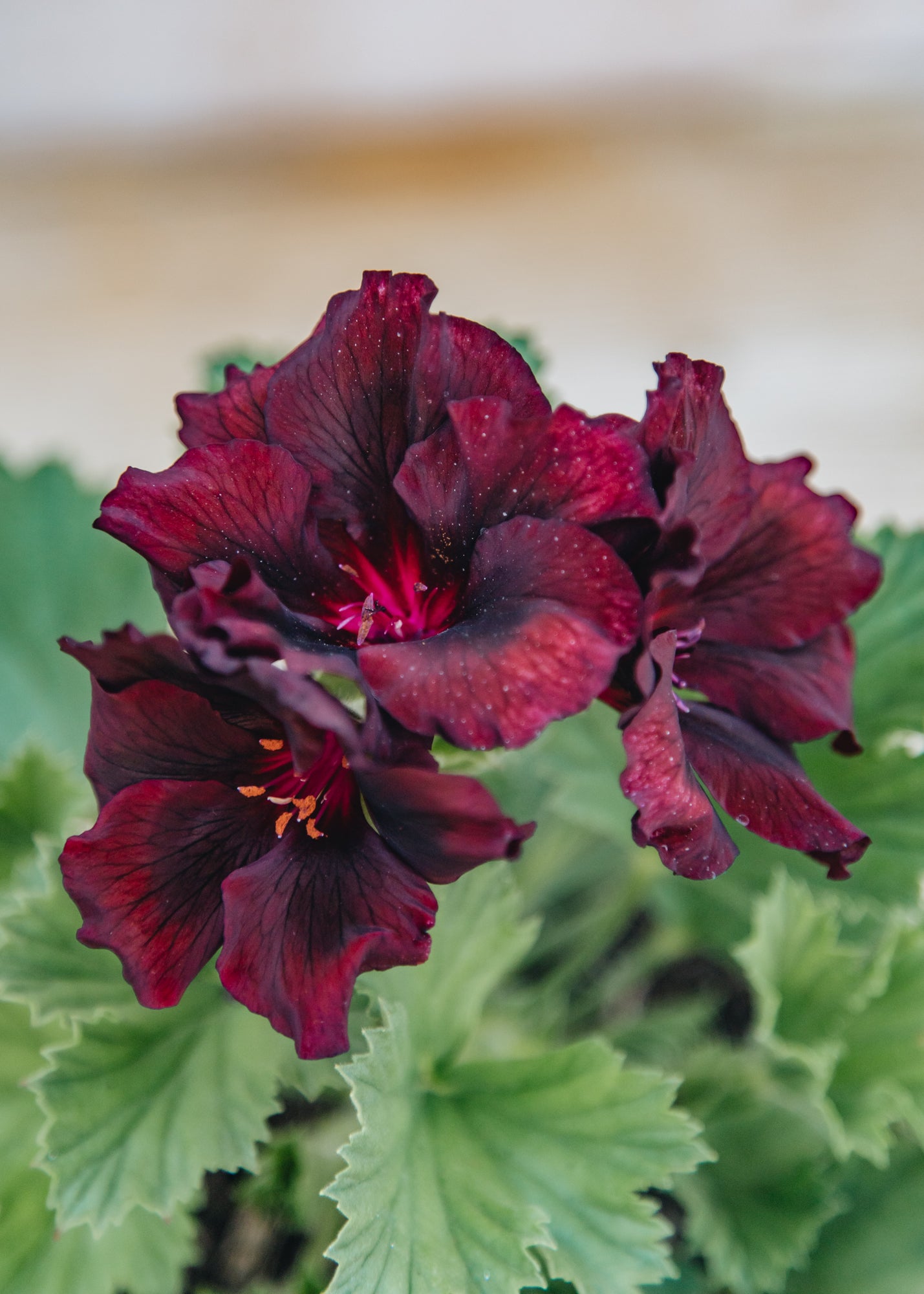 Fibrex Pelargonium Springfield Black in Terracotta Pot