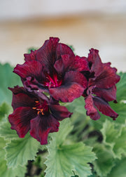 Fibrex Pelargonium Springfield Black in Terracotta Pot