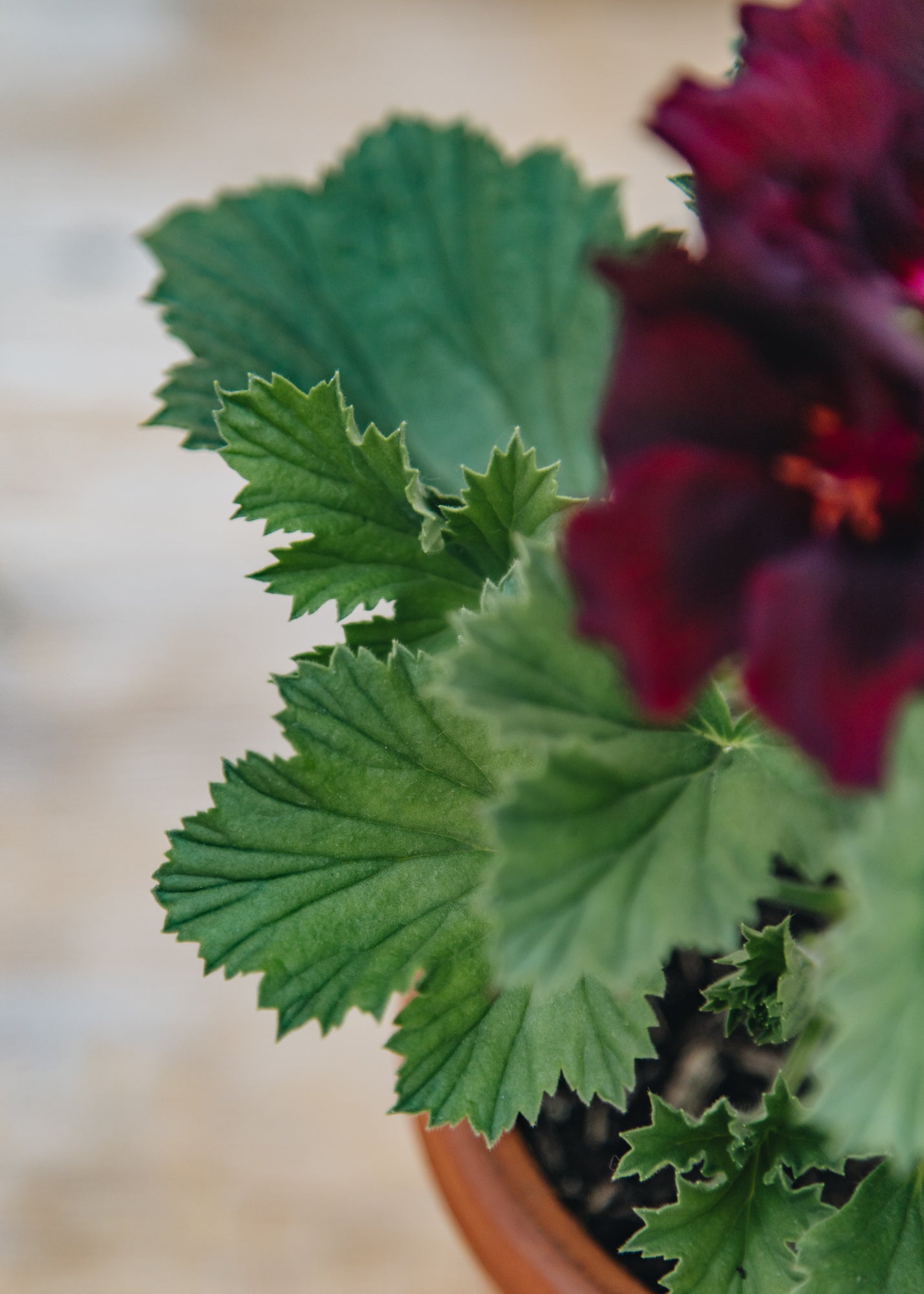 Fibrex Pelargonium Springfield Black in Terracotta Pot