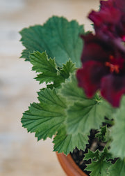 Fibrex Pelargonium Springfield Black in Terracotta Pot
