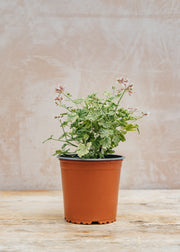 Fibrex Pelargonium variegated Fragrans