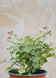 Pelargonium variegated Fragrans