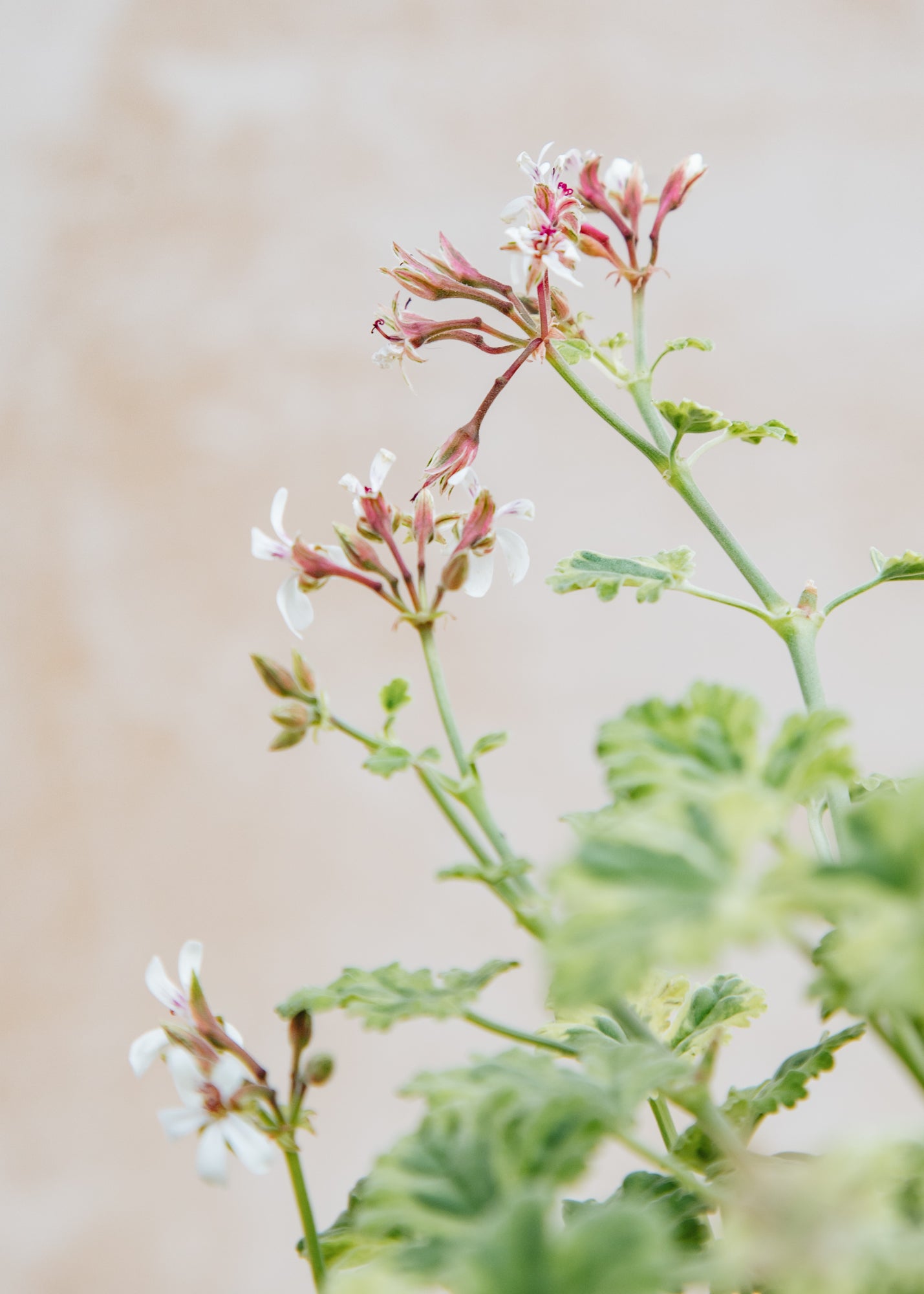 Fibrex Pelargonium variegated Fragrans
