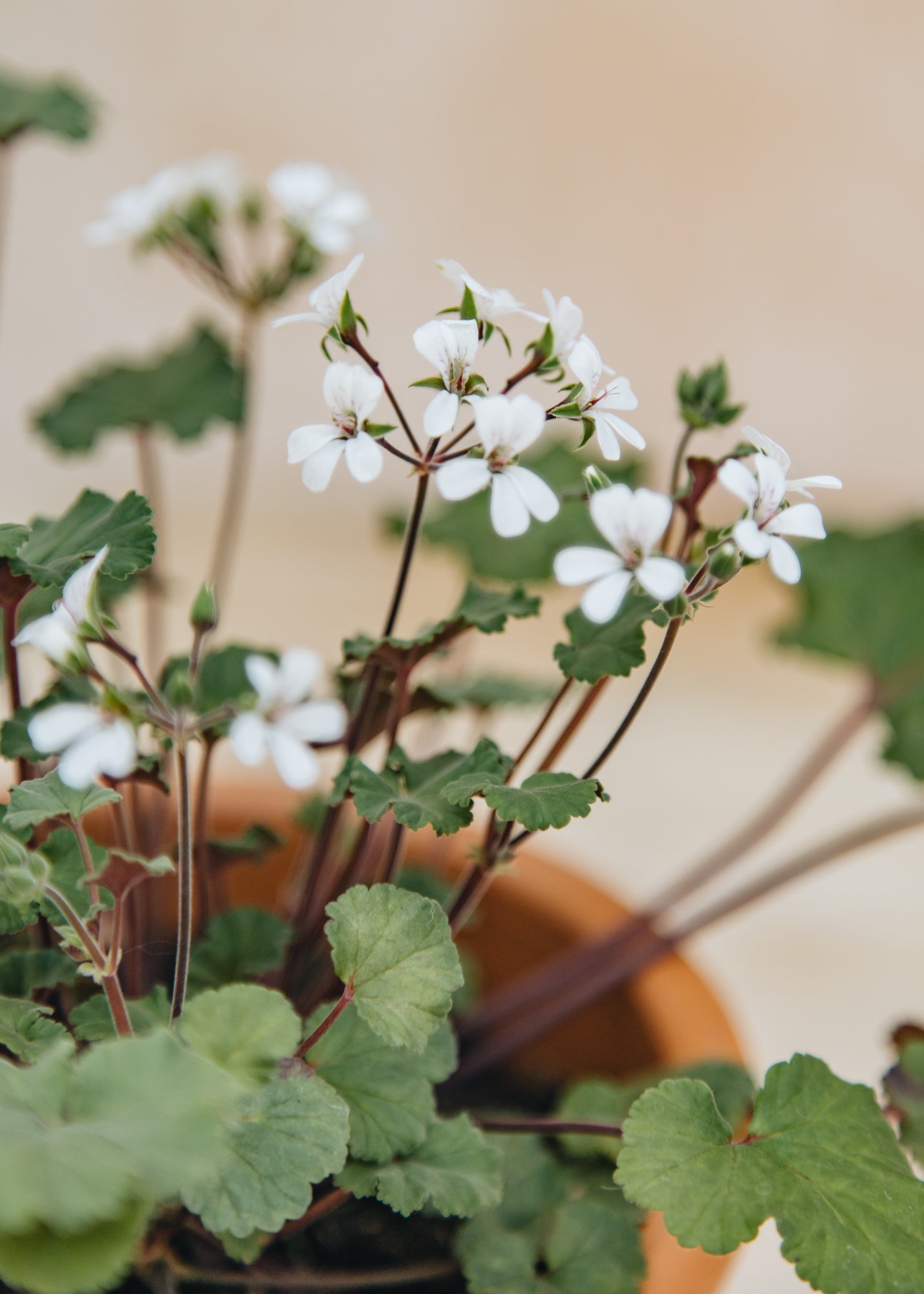 Fibrex Pelargonium australe Tasmanian Form in Terracotta Pot