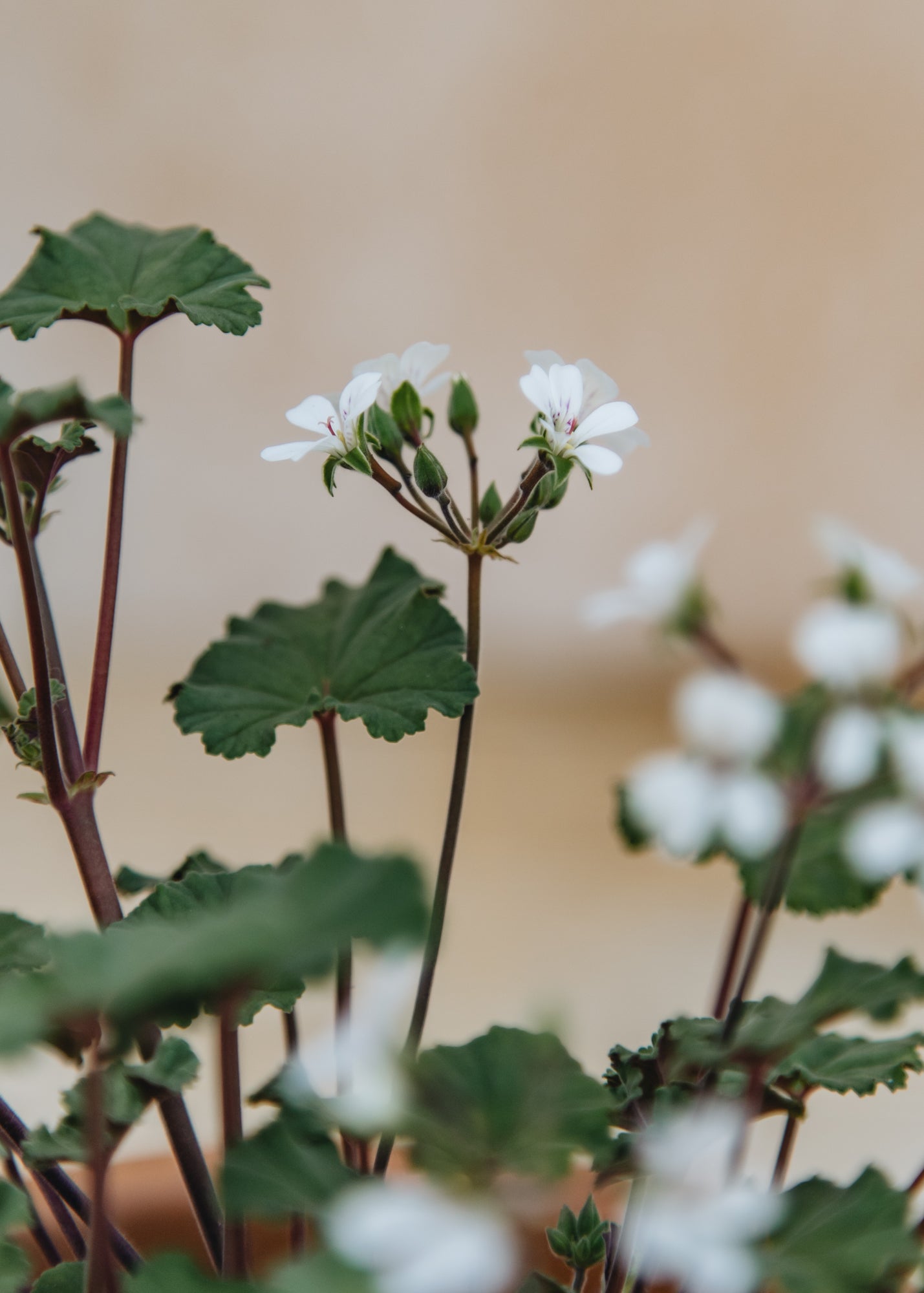 Fibrex Pelargonium australe Tasmanian Form in Terracotta Pot