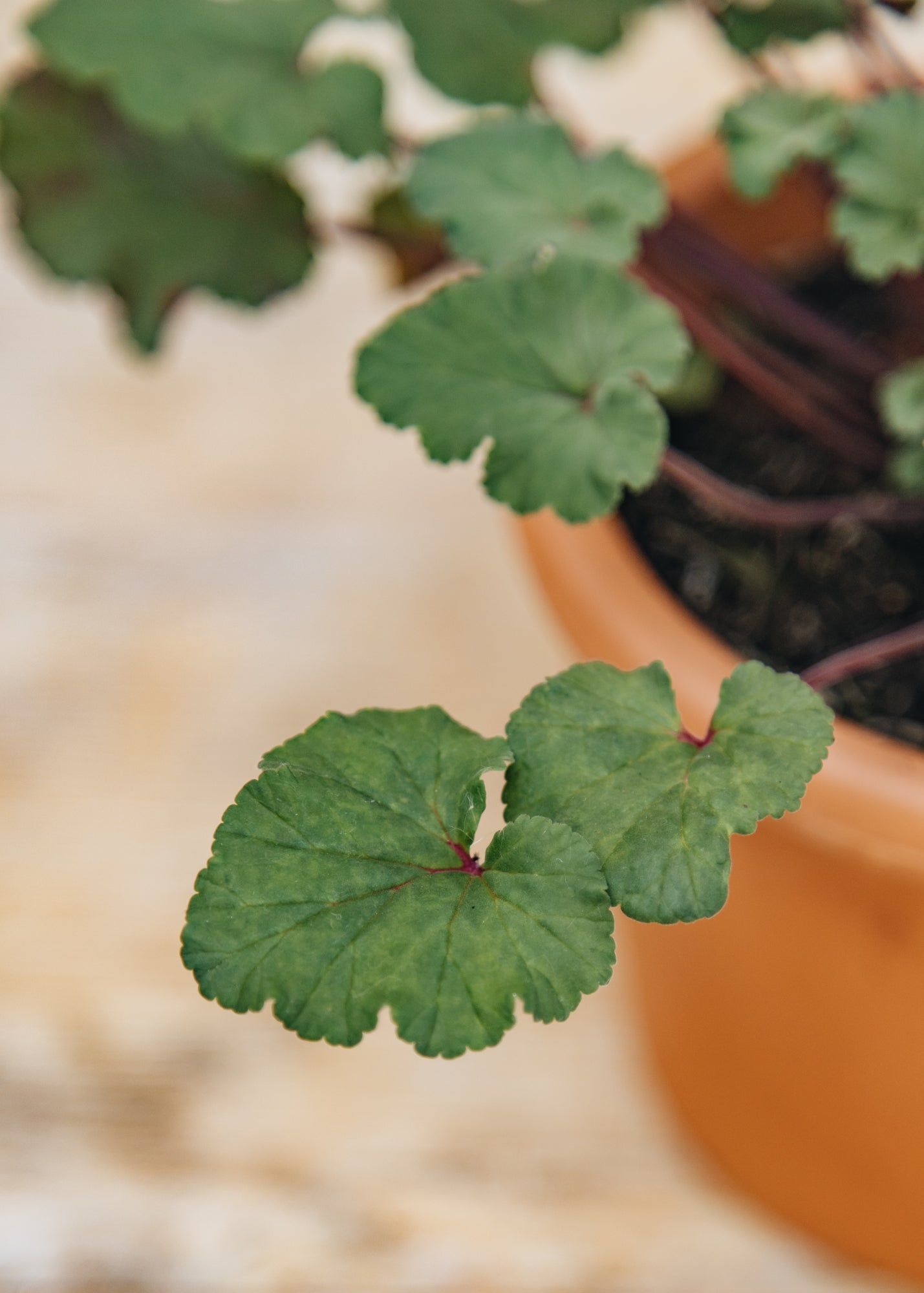 Fibrex Pelargonium australe Tasmanian Form in Terracotta Pot