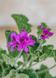 Fibrex Pelargonium cucullatum Flore Plenum in Terracotta Pot
