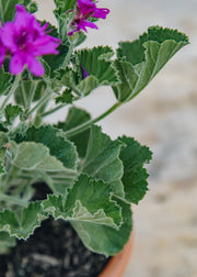 Fibrex Pelargonium cucullatum Flore Plenum in Terracotta Pot
