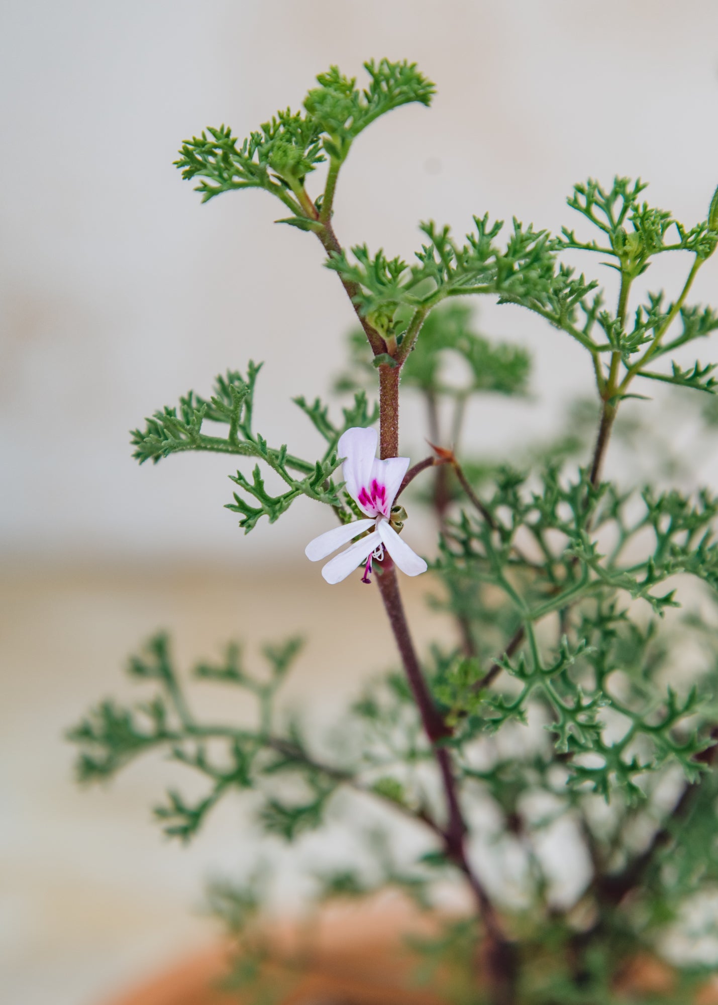 Fibrex Pelargonium fruticosum in Terracotta Pot