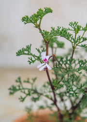 Fibrex Pelargonium fruticosum in Terracotta Pot