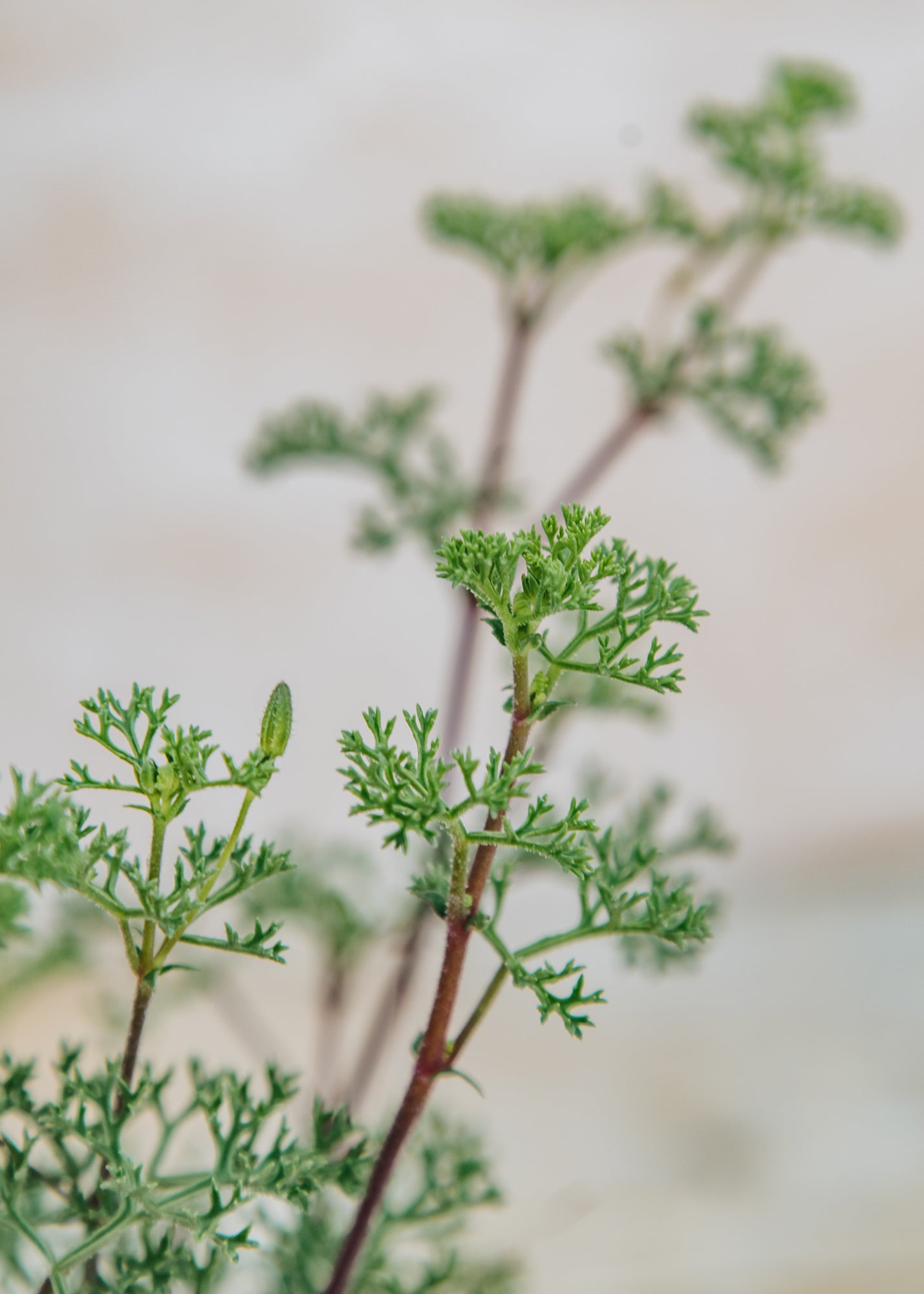 Fibrex Pelargonium fruticosum in Terracotta Pot