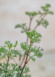 Fibrex Pelargonium fruticosum in Terracotta Pot
