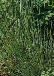 Poa Labillardierei