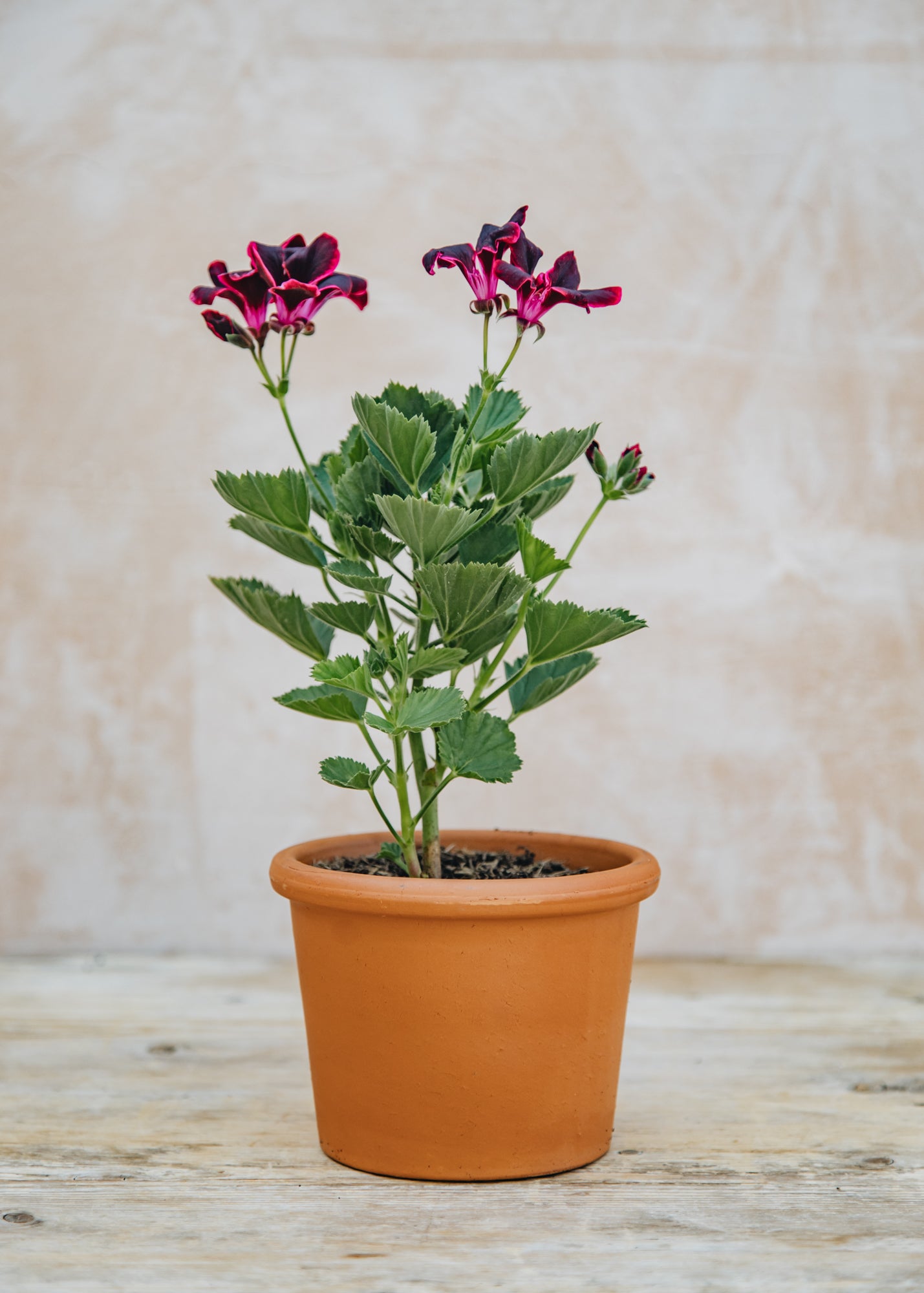 Berberis Pelargonium Lord Bute in Terracotta Pot