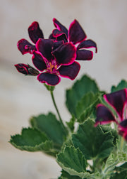 Fibrex Pelargonium Lord Bute in Terracotta Pot